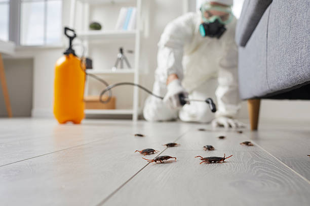 Affordable Termite Control solutions in Fairchance, PA